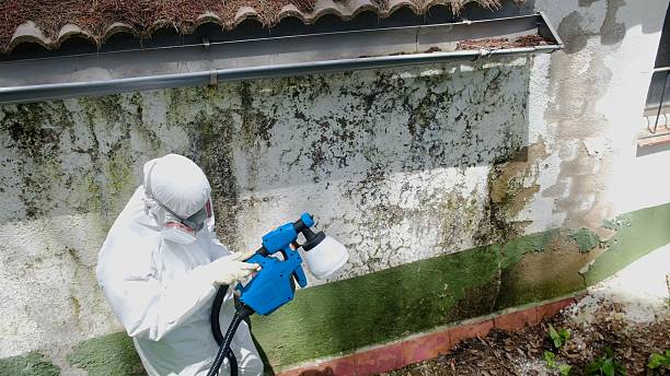 Trusted Attic Mold Removal service in Robbinsville, NJ - Cheap Mold Removal